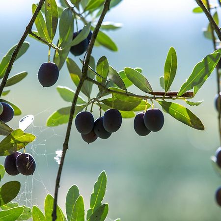 Azienda Agricola Moschioni Cividale Del Friuli Luaran gambar