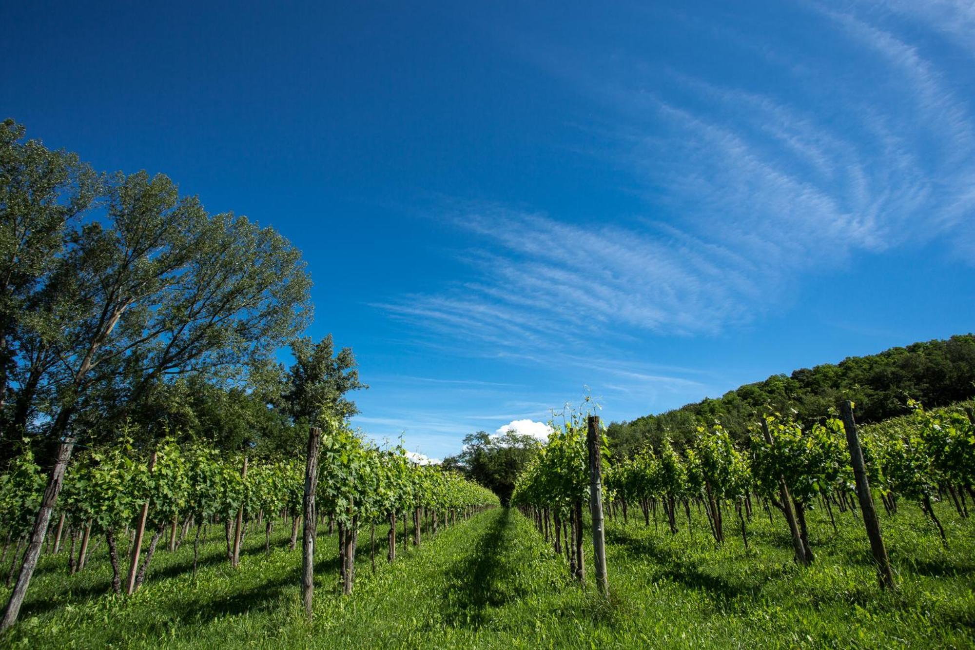 Azienda Agricola Moschioni Cividale Del Friuli Luaran gambar