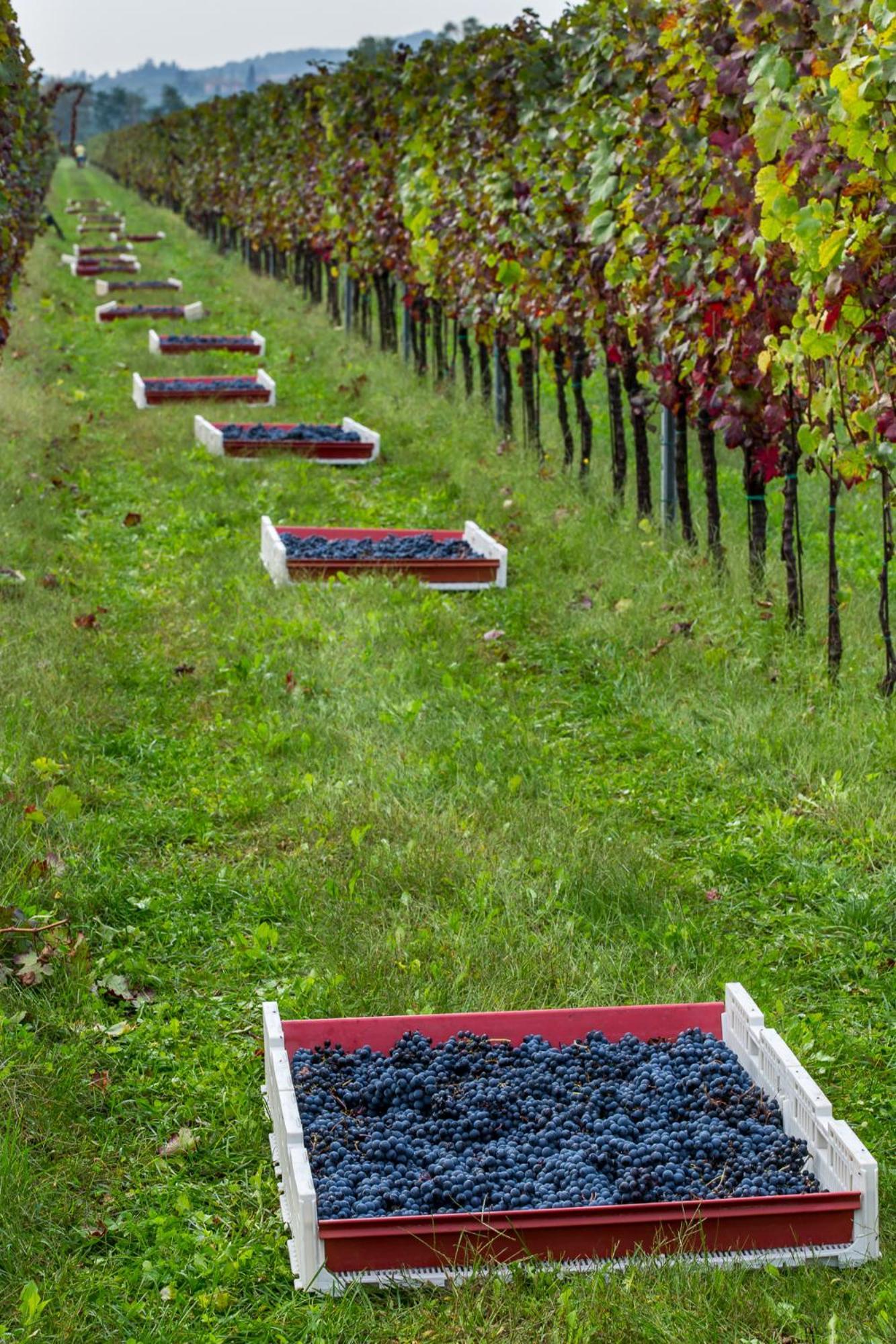 Azienda Agricola Moschioni Cividale Del Friuli Luaran gambar