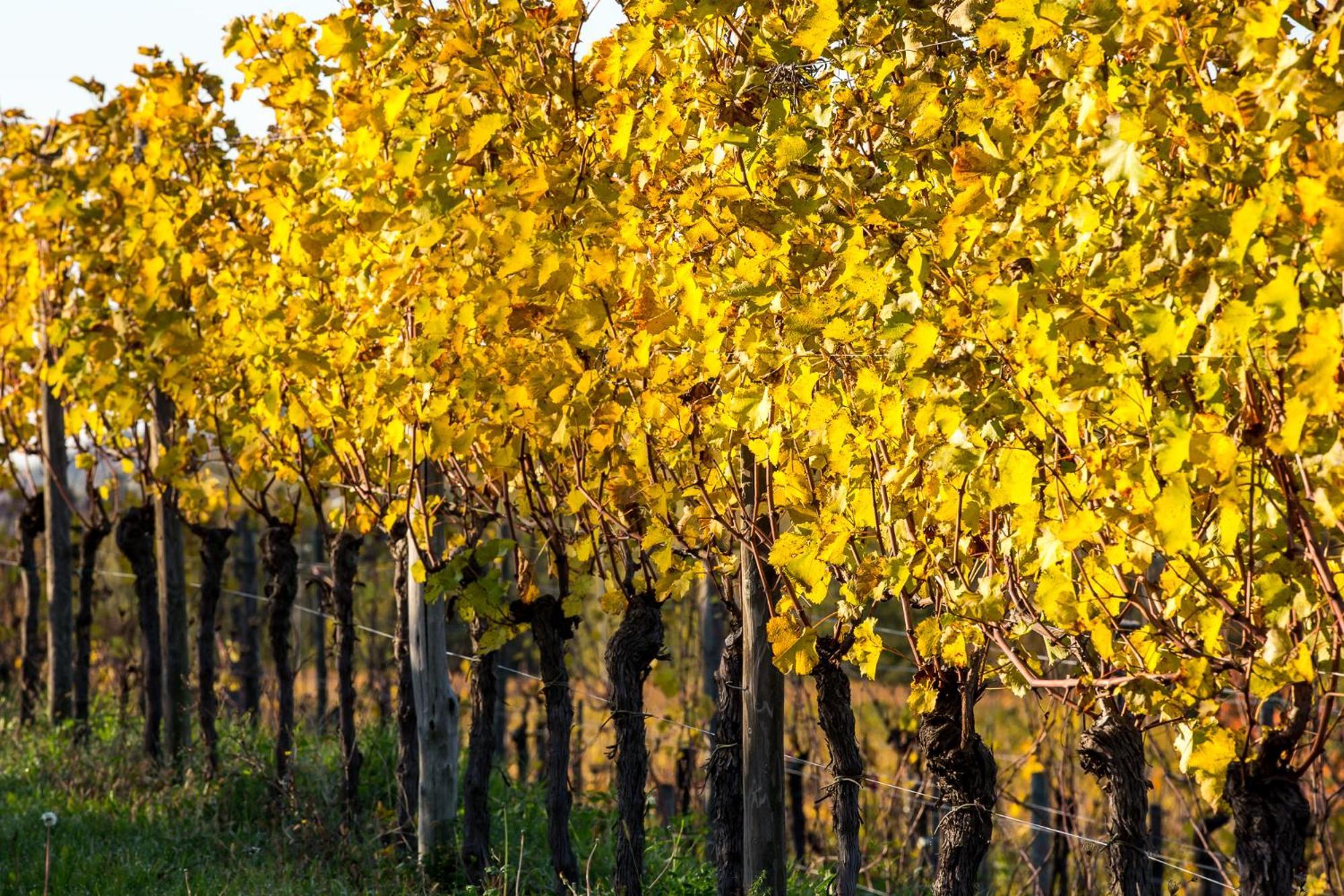 Azienda Agricola Moschioni Cividale Del Friuli Luaran gambar
